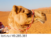 dromedary near the sky in oman empty quarter of desert a  free . Стоковое фото, агентство Ingram Publishing / Фотобанк Лори