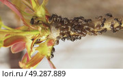 Symbiosis of ants and aphids. The ant tickles the aphid with its antennae, and it secretes a drop of sweet liquid. Ants graze and protect aphids from their enemies. Стоковое видео, видеограф Андрей Жигальцов / Фотобанк Лори