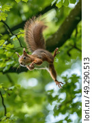 A squirrel hangs upside down from a tree branch, displaying its acrobatic abilities with ease. Стоковое AI-изображение, AI-художник Данила Большаков / Фотобанк Лори