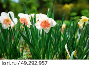 Close-up of blooming Narcissus Vanilla Peach flowers in a spring garden. White petals with peachy centers create a fresh and vibrant floral background. Стоковое фото, фотограф Татьяна Терехина / Фотобанк Лори