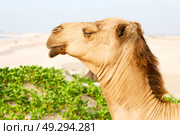 in oman empty quarter of desert a free dromedary near the  sea. Стоковое фото, агентство Ingram Publishing / Фотобанк Лори