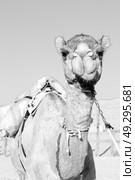 dromedary near the sky in oman empty quarter of desert a  free . Стоковое фото, агентство Ingram Publishing / Фотобанк Лори
