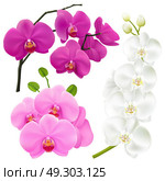 Orchid Flowers Realistic Colorful Set. Orchid branches with colorful flowers 3 realistic images set in pink magenta purple and white vector illustration. Стоковая иллюстрация, агентство Ingram Publishing / Фотобанк Лори