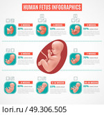 Human Fetus Infographics. Human fetus infographics layout in realistic style with visual and text information about embryo development vector illustration. Стоковая иллюстрация, агентство Ingram Publishing / Фотобанк Лори