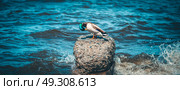 Mallard duck resting on a rock in a serene lake, preening feathers with its beak and creating a peaceful scene filled with the beauty of nature and wildlife. Стоковое фото, фотограф Ольга Ильина / Фотобанк Лори