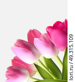 Beautiful Pink Realistic Tulip Background Vector Illustration EPS10. Beautiful Pink Realistic Tulip Background Vector Illustration EP. Стоковая иллюстрация, агентство Ingram Publishing / Фотобанк Лори