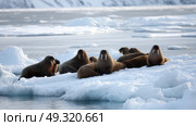 Walruses resting on sea ice near the edge of a frozen coastline. Life in permafrost conditions, climate change problems on the planet. Global warming. Стоковое AI-изображение, AI-художник ALLA YURTAYEVA / Фотобанк Лори