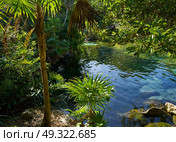 Cenote in Riviera Maya of Mayan Mexico sinkhole exposing groundwater. Стоковое фото, агентство Ingram Publishing / Фотобанк Лори