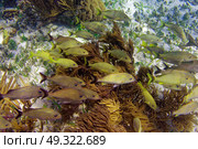 Mesoamerican barrier Great Mayan Reef grunt fishes in Riviera Maya Mexico. Стоковое фото, агентство Ingram Publishing / Фотобанк Лори