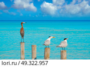 Royal Caspian terns and Reddish Egret heron birds in Caribbean sea. Стоковое фото, агентство Ingram Publishing / Фотобанк Лори
