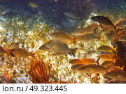 Mesoamerican barrier Great Mayan Reef grunt fishes in Riviera Maya Mexico. Стоковое фото, агентство Ingram Publishing / Фотобанк Лори