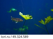 Mayan cichlid fish in Cenote sinkhole of Riviera Maya at mayan Mexico. Стоковое фото, агентство Ingram Publishing / Фотобанк Лори