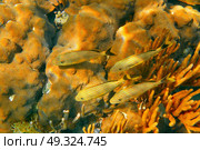 Mesoamerican barrier Great Mayan Reef grunt fishes in Riviera Maya Mexico. Стоковое фото, агентство Ingram Publishing / Фотобанк Лори