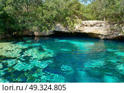 Cenote in Riviera Maya of Mayan Mexico sinkhole exposing groundwater. Стоковое фото, агентство Ingram Publishing / Фотобанк Лори
