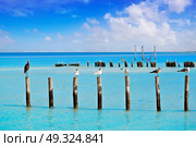 Royal Caspian terns and Reddish Egret heron birds in Caribbean sea. Стоковое фото, агентство Ingram Publishing / Фотобанк Лори