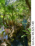 Cenote in Riviera Maya of Mayan Mexico sinkhole exposing groundwater. Стоковое фото, агентство Ingram Publishing / Фотобанк Лори