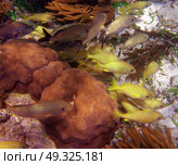 Mesoamerican barrier Great Mayan Reef grunt fishes in Riviera Maya Mexico. Стоковое фото, агентство Ingram Publishing / Фотобанк Лори