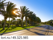 Cancun Mexico Kukulcan boulevard palm trees at Hotel Zone in Mexico. Стоковое фото, агентство Ingram Publishing / Фотобанк Лори