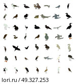 Set of black and white silhouettes of birds: dove, duck, gull, peacock and hummingbird. Vector illustration. EPS10. Set of black and white silhouettes of birds: dove, duck, gull, p. Стоковая иллюстрация, агентство Ingram Publishing / Фотобанк Лори