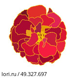 Beautiful Blooming Flower Tagetes on White Background. Vector Illustration. EPS10. Beautiful Blooming Flower Tagetes on White Background. Vector Il. Стоковая иллюстрация, агентство Ingram Publishing / Фотобанк Лори