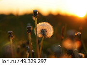 Fluffy texture of a white dandelion flower close-up. The concept of fragility. spring time. Стоковое фото, фотограф Есич Елена / Фотобанк Лори