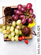 Autumn still life with grapes.. Autumn grapes in a wooden box with autumnal attributes. Стоковое фото, агентство Ingram Publishing / Фотобанк Лори