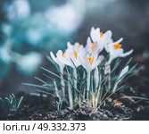 Springtime nature with close up of first crocuses. Стоковое фото, агентство Ingram Publishing / Фотобанк Лори