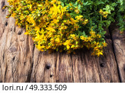 bouquet blooming medicinal herb. tutsan medicinal useful wild plant on a wooden background. Стоковое фото, агентство Ingram Publishing / Фотобанк Лори