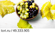 autumn grapes on tray. Bunches of ripe autumn grapes on retro tray. Стоковое фото, агентство Ingram Publishing / Фотобанк Лори
