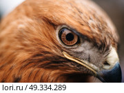 sight of a bird of prey close up. Стоковое фото, агентство Ingram Publishing / Фотобанк Лори