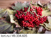 red viburnum berries on a branch on the table with leaves. Стоковое фото, агентство Ingram Publishing / Фотобанк Лори