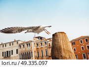 a bird gull sits on a log against the backdrop of Venetian houses. Стоковое фото, агентство Ingram Publishing / Фотобанк Лори