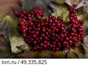 red viburnum berries on a branch on the table with leaves. Стоковое фото, агентство Ingram Publishing / Фотобанк Лори