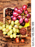 Bunches of fresh grapes. large bunch of autumn grapes on a wooden table. Стоковое фото, агентство Ingram Publishing / Фотобанк Лори