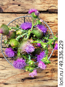 milk thistle flower. Silybum marianum.Wild medicinal plant thistle on retro background. Стоковое фото, агентство Ingram Publishing / Фотобанк Лори