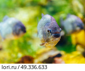 Underwater Closeup Of Piranha Fish. Стоковое фото, агентство Ingram Publishing / Фотобанк Лори