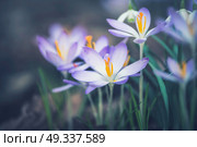 Close up of crocuses flowers, outdoor springtime nature. Стоковое фото, агентство Ingram Publishing / Фотобанк Лори