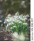 First snowdrops on garden bed,  outdoor. Springtime flowers . Spring nature background. Retro toned. Стоковое фото, агентство Ingram Publishing / Фотобанк Лори