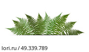 Fern Leaf Vector Background  with White Frame Illustration EPS10. Fern Leaf Vector Background  with White Frame Illustration. Стоковая иллюстрация, агентство Ingram Publishing / Фотобанк Лори