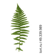 Naturalistic picture of Fern. Vector Illustration. EPS10. Naturalistic picture of Fern. Vector Illustration. Стоковая иллюстрация, агентство Ingram Publishing / Фотобанк Лори