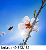Almond flower tree with bee pollination in spring at Mediterranean. Стоковое фото, агентство Ingram Publishing / Фотобанк Лори