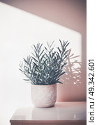 Succulent  Senecio serpens or Blue Chalksticks in pot on white table at wall background, House plant and interior concept. Стоковое фото, агентство Ingram Publishing / Фотобанк Лори