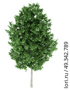 tulip tree isolated on white background. 3d illustration. Стоковое фото, агентство Ingram Publishing / Фотобанк Лори
