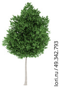 tulip tree isolated on white background. 3d illustration. Стоковое фото, агентство Ingram Publishing / Фотобанк Лори