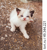 Young siamese cat. Стоковое фото, агентство Ingram Publishing / Фотобанк Лори