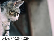 Little alley kitty . Стоковое фото, агентство Ingram Publishing / Фотобанк Лори