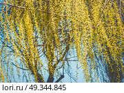 Spring nature background with yellow weeping willow blossom branches at sky. Стоковое фото, агентство Ingram Publishing / Фотобанк Лори