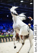 rearing arabian show horse. inside. Стоковое фото, агентство Ingram Publishing / Фотобанк Лори