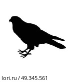 American Kestrel Flat Design Vector Illustration. American kestrel vector. Predatory birds wildlife concept in flat style design. American fauna illustration for prints, posters, childrens books illustrating. Beautiful falcon bird seating isolated on white. Стоковая иллюстрация, агентство Ingram Publishing / Фотобанк Лори