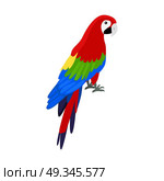 Ara Parrot Flat Design Vector Illustration. Ara parrot vector. Birds of Amazonian forests in flat design illustration. Fauna of South America. Beautiful Ara parrot on branch posters, childrens books illustrating. Isolated on white. Стоковая иллюстрация, агентство Ingram Publishing / Фотобанк Лори